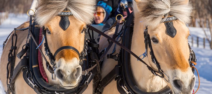 Explore the countryside on horseback or by sled.